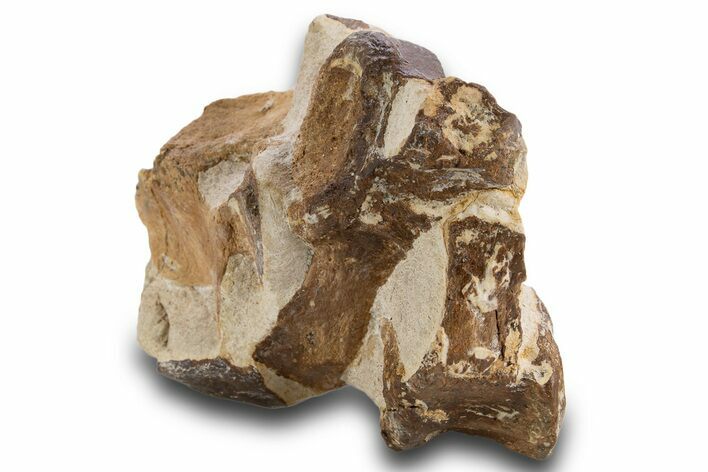 Fossil Plesiosaur Vertebrae in Situ - Asfla, Morocco #334619